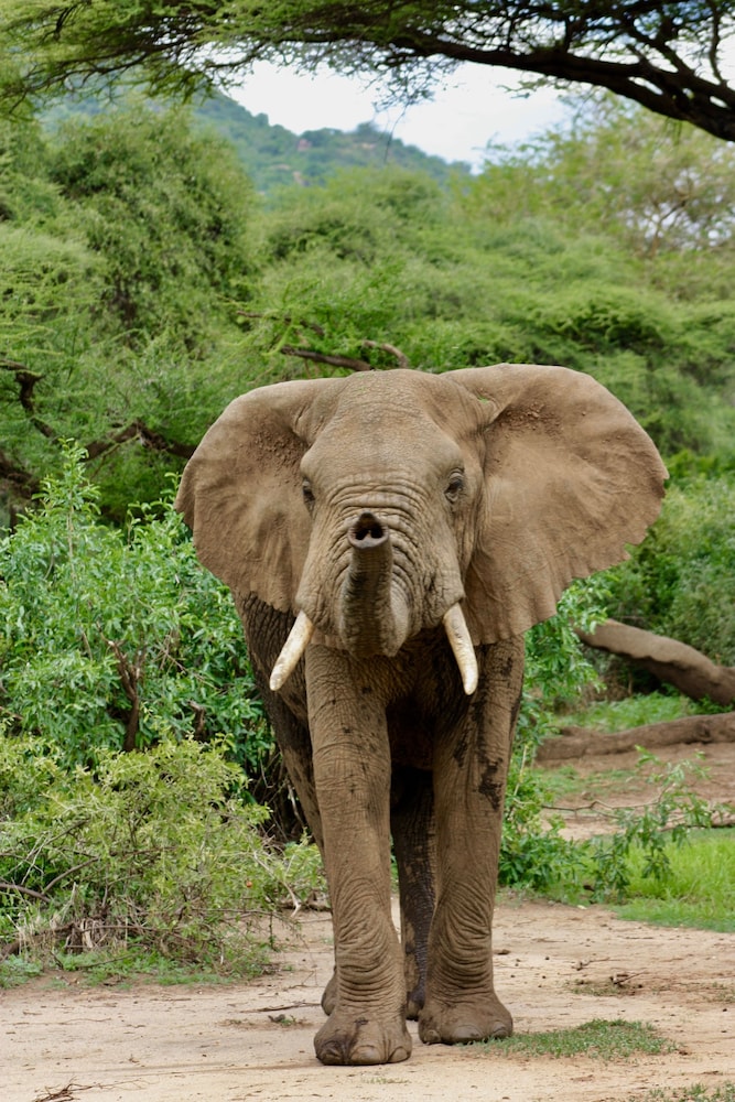 The Vijiji Center Lodge and Safari