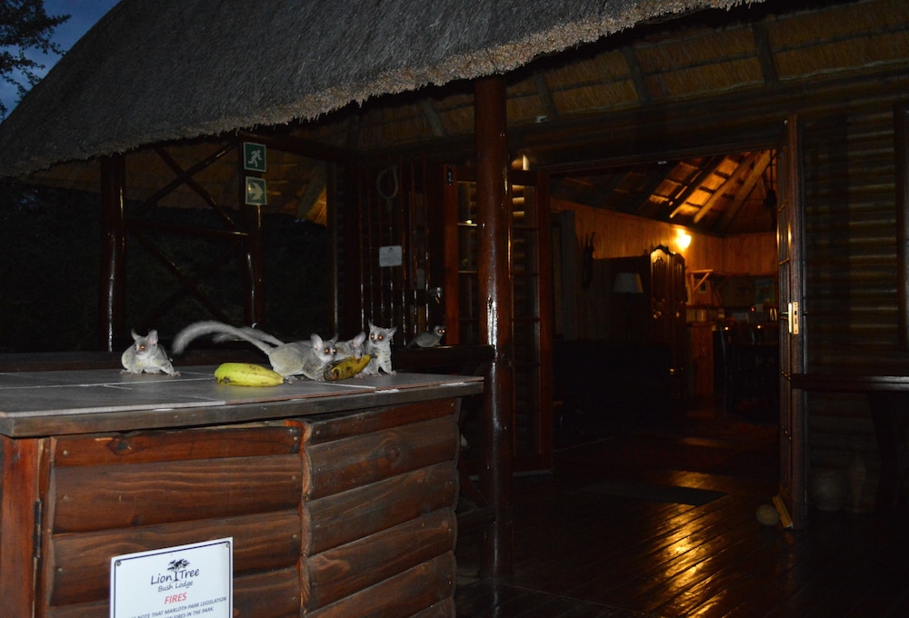 Lion Tree Bush Lodge