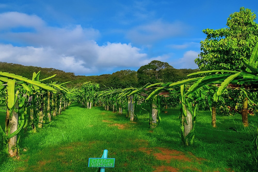 Greenheart Garden View Camp Phuket