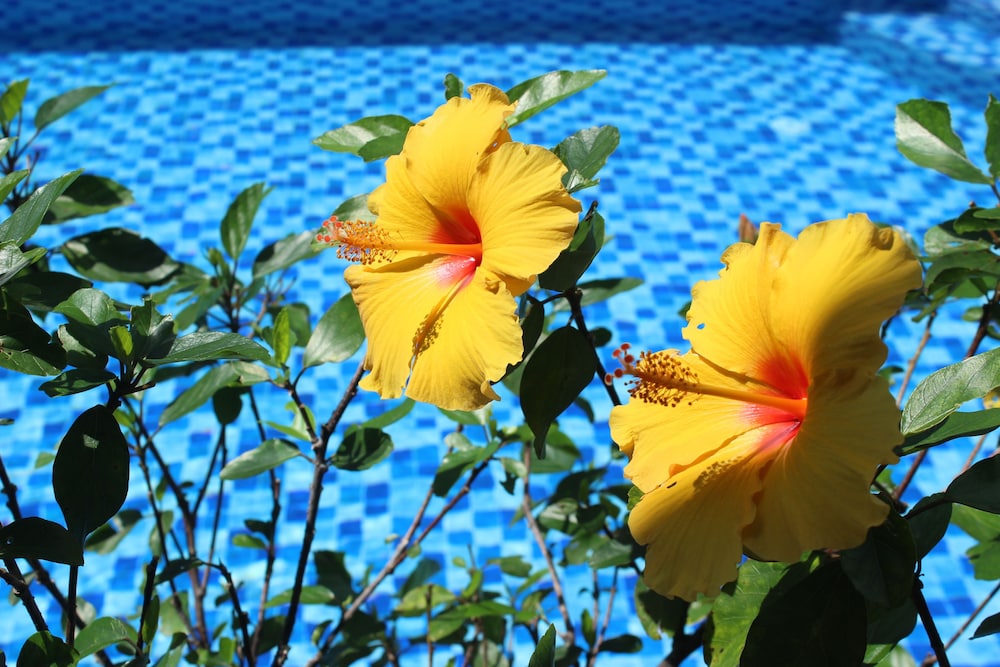 Magnolia Garden Villa