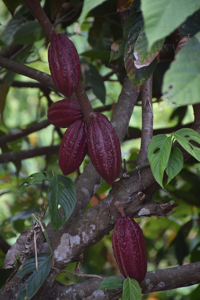 Finca Cafetera San Rafael