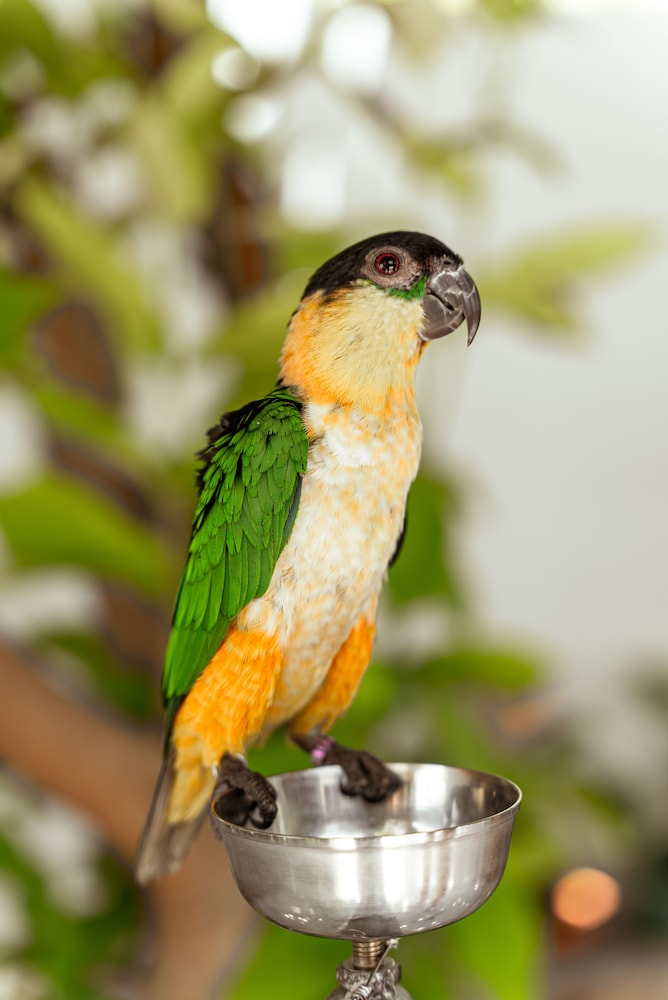 Holiday Crib photo 5