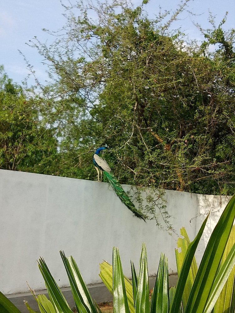 Saman Resort
