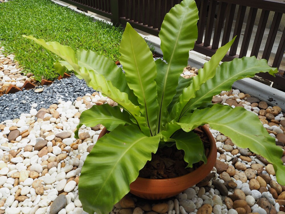 Sukhumvit 50 Garden Home