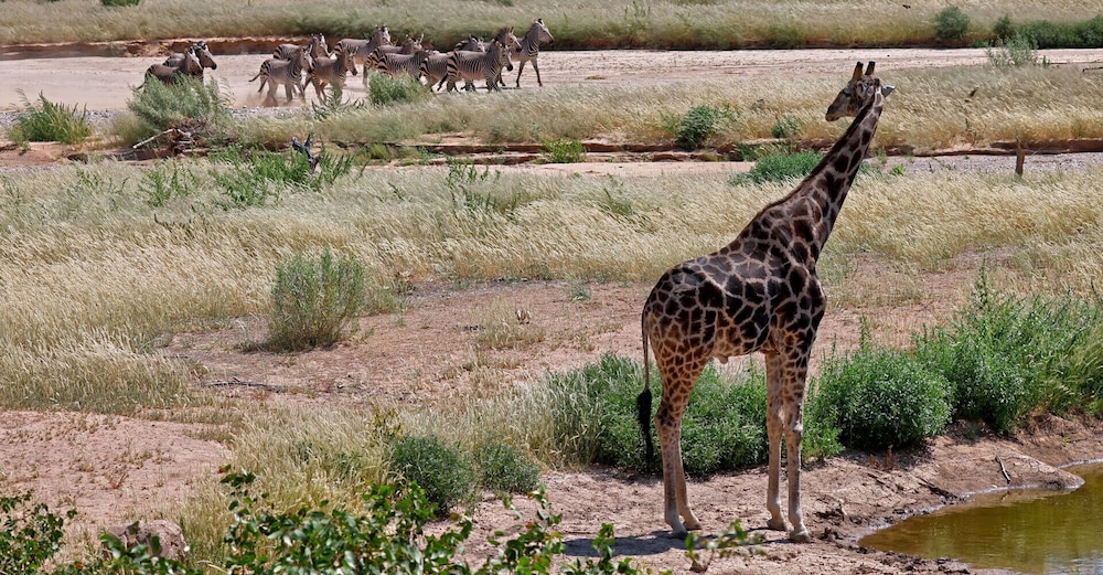 Hobatere Lodge