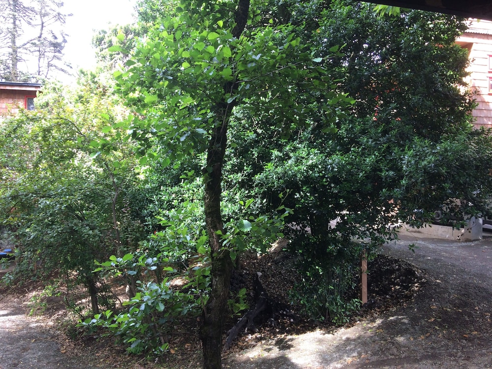 Cabanas Alma Bosque