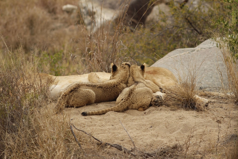 Simbavati River Lodge