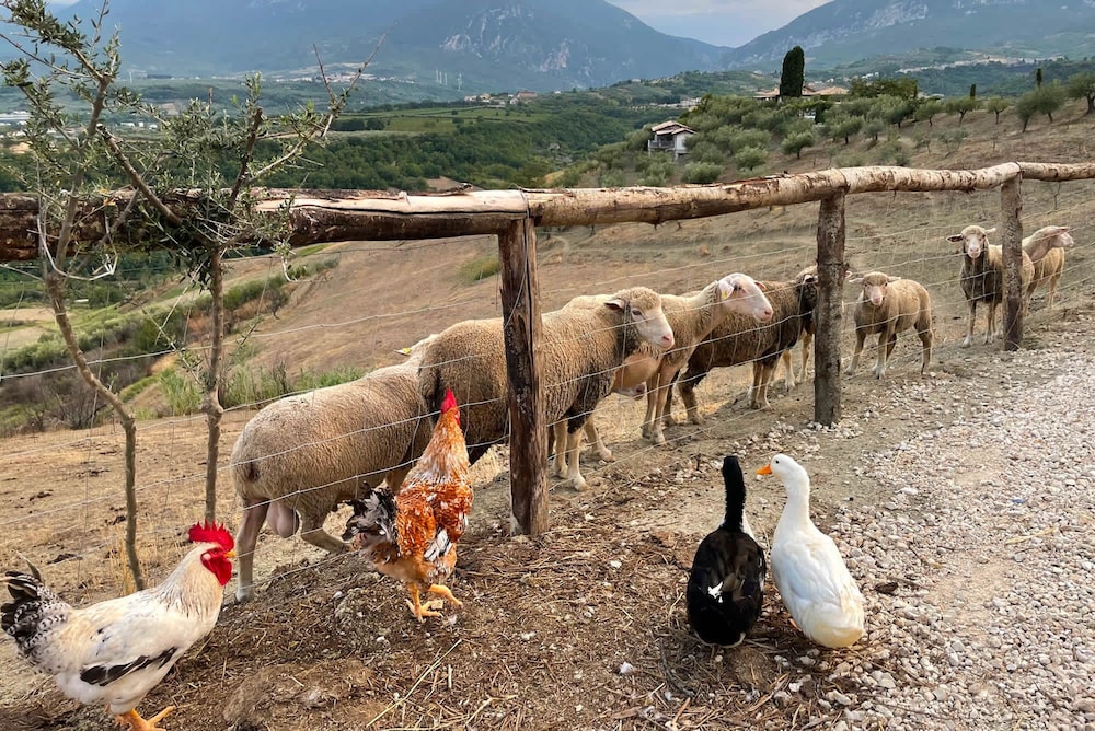 Casale Vecchio Abruzzo Countryside Spacious and Authentic Private Villa With Pool in an Olive Grove photo 2