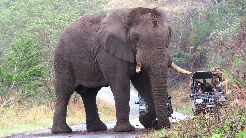 Hluhluwe Vacations - Leopard Walk Lodge - Property Image 12