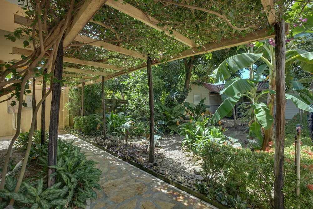 Buttonwood Belize
