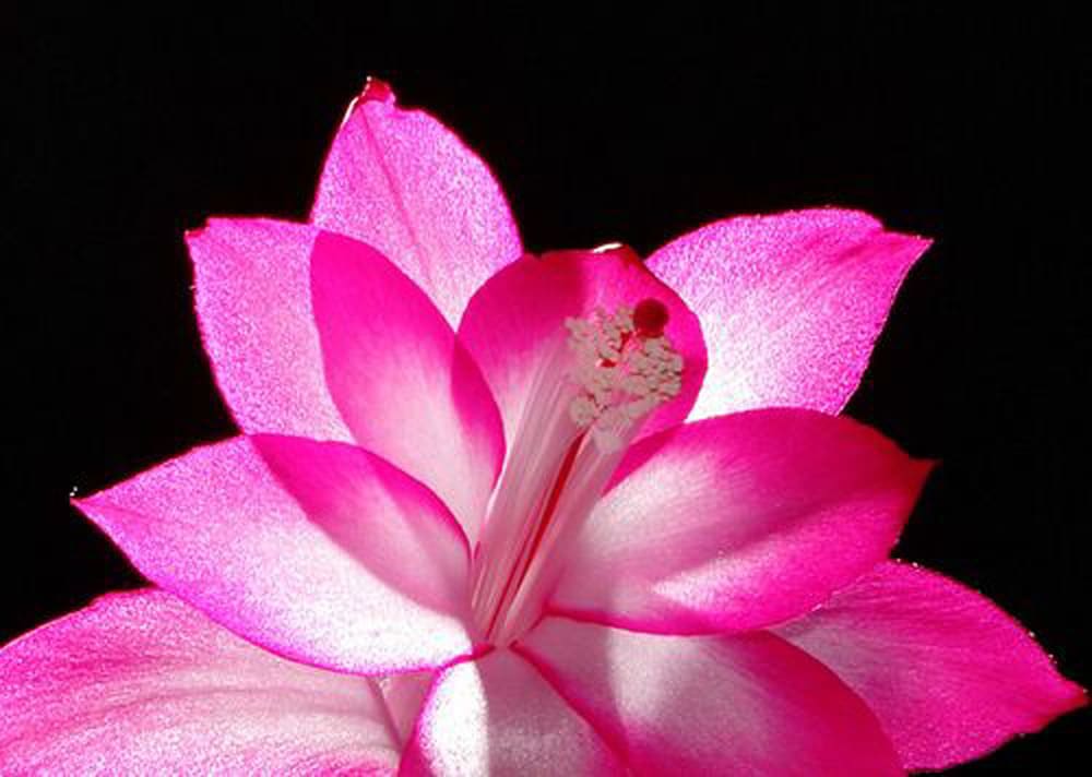 Monterey Vacations - Garden Inn Bed  Breakfast at Bee Rock - Property Image 18