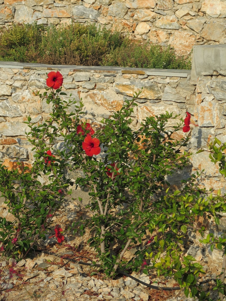 Kaminaki Amorgos Studios & Apartments