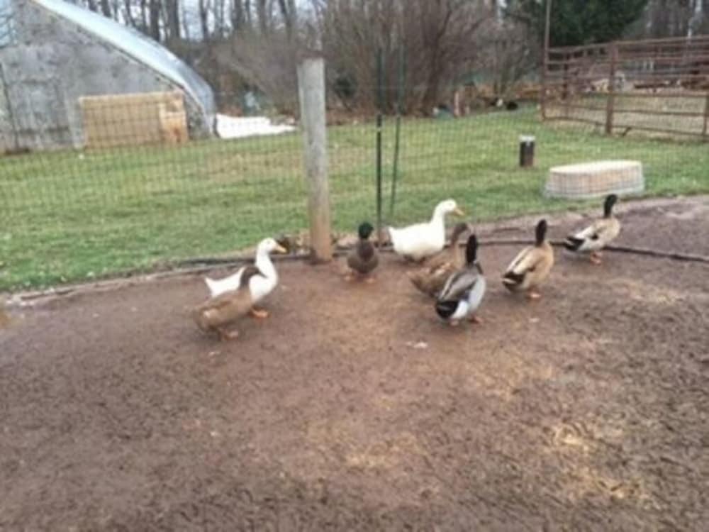 Flint Hill Farm AG
