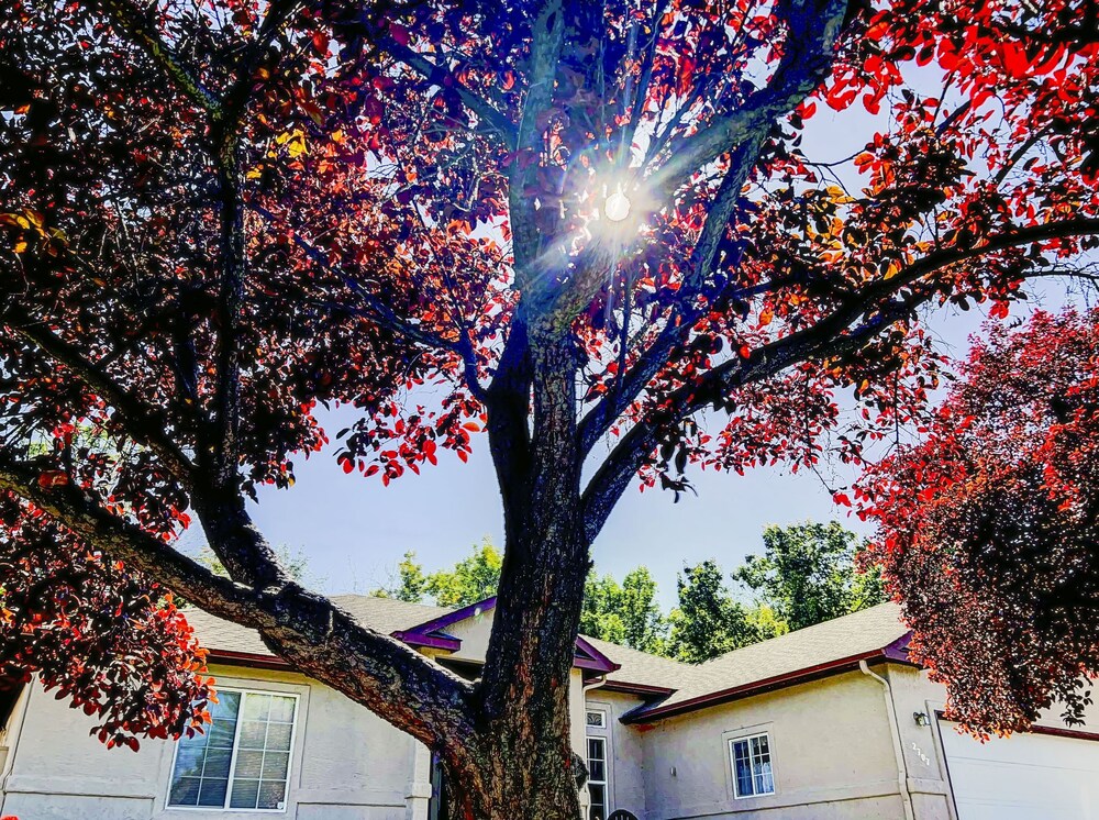 Paradise Hills Oasis 4 Bedroom Home