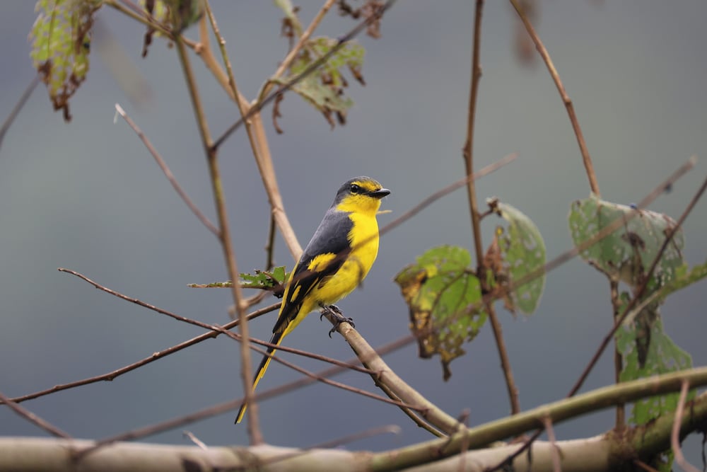 Hornbill Paradise Munnar