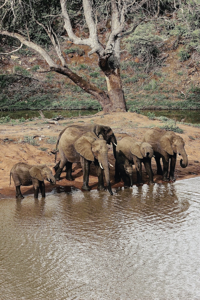 Nyati Safari Lodge