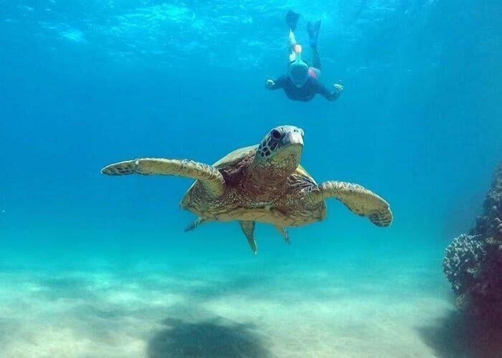Aloha Surf Waikiki