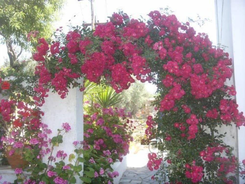 Camelia Studios