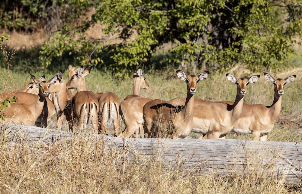 Naka Luxury Safari Lodge