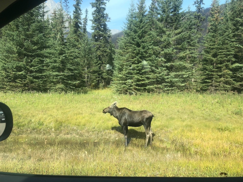 Kootenay Park Lodge