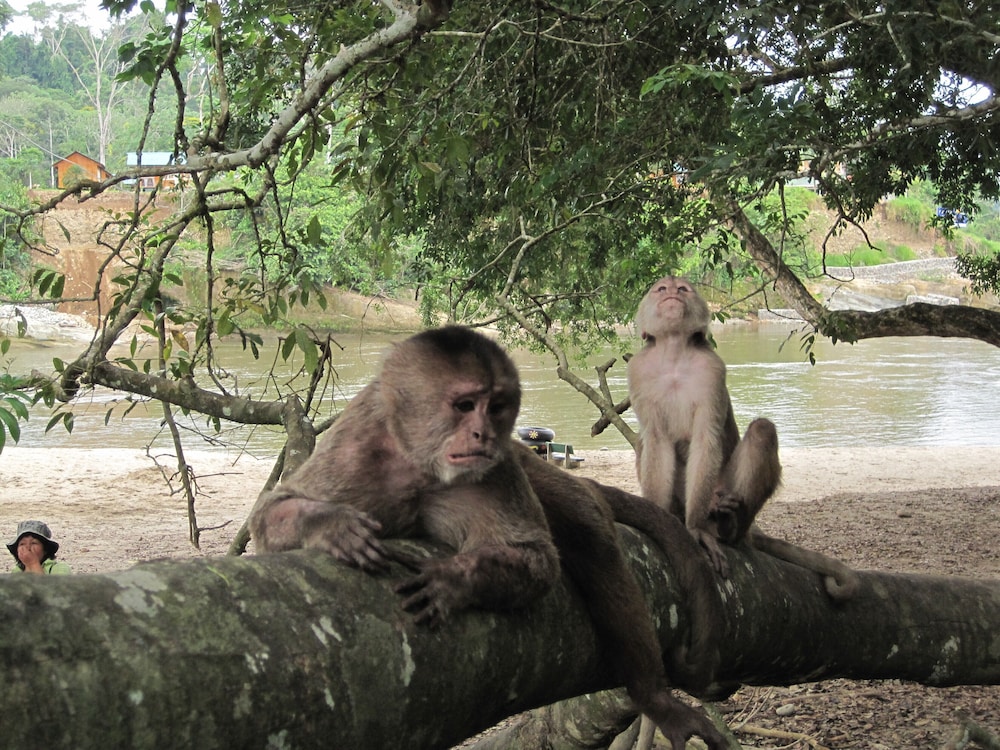 Grand Selva Lodge & Tours