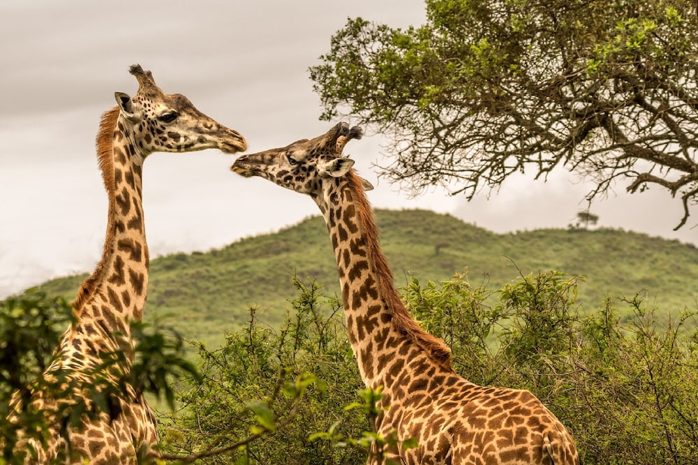Hatari Lodge