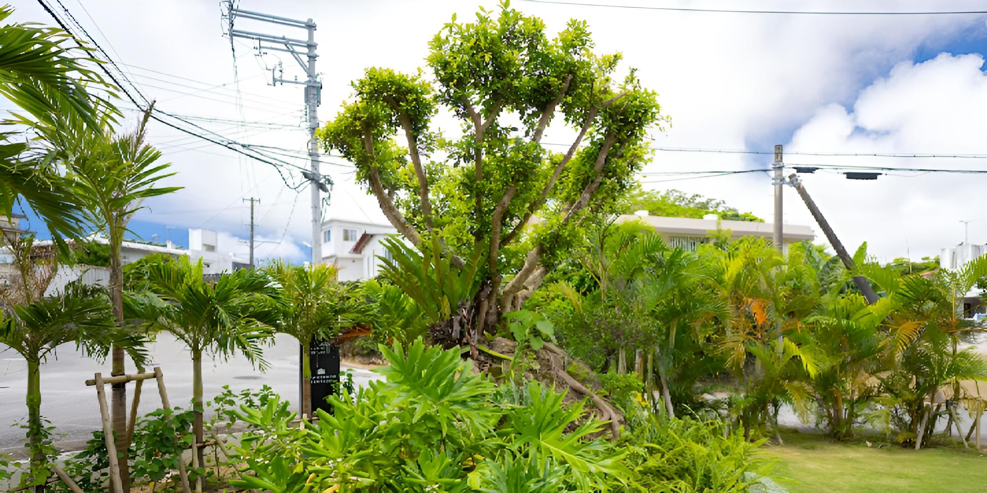 Oyakebaru Terrace view 5