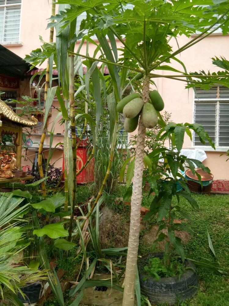 Genting Bukit Tinggi Homestay photo 7