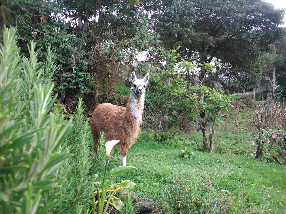 Rutun Orquídeas