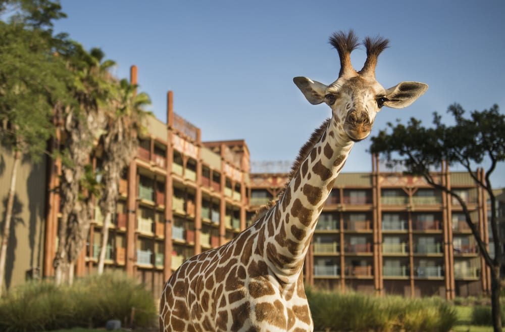 Disney's Animal Kingdom Lodge - Image 1