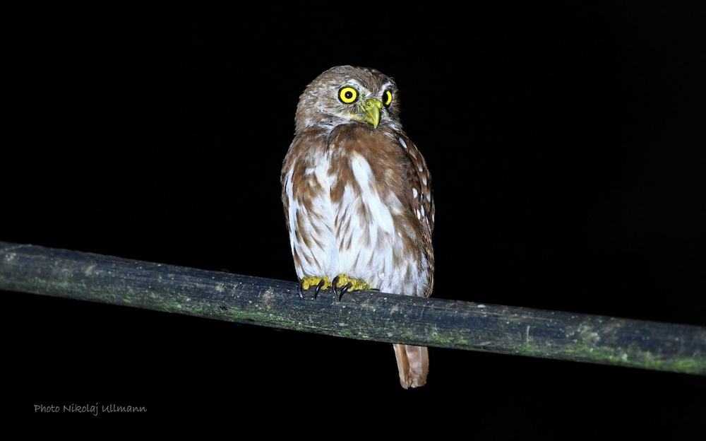 Grand Selva Lodge & Tours
