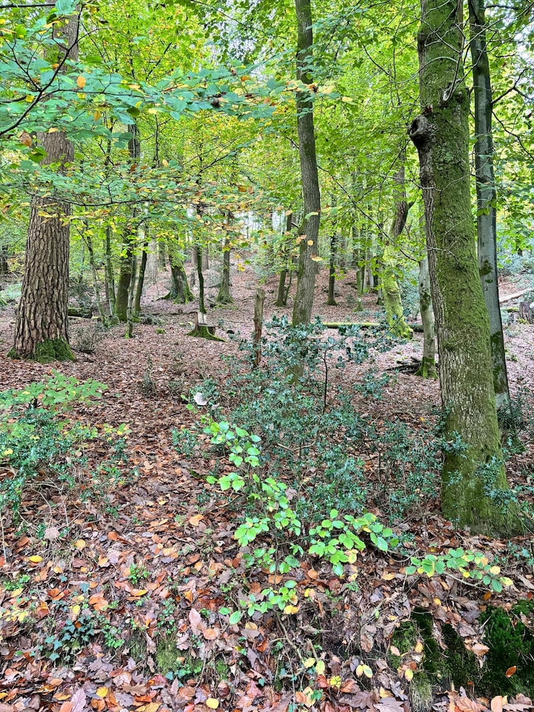 5Bd House In The Forest