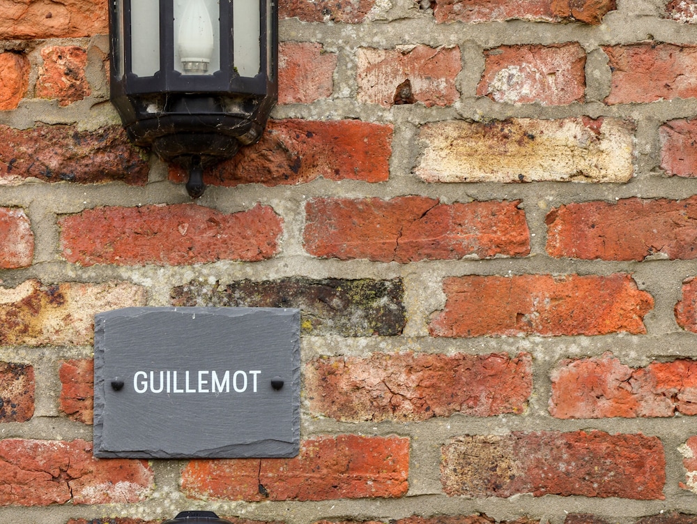 Guillemot