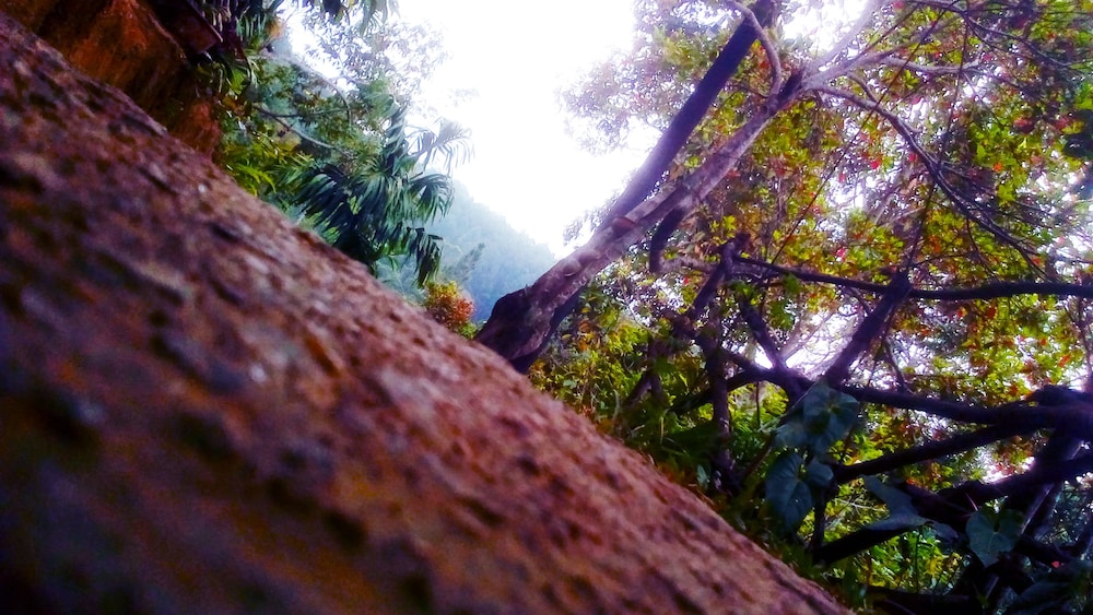 Walkers Nest