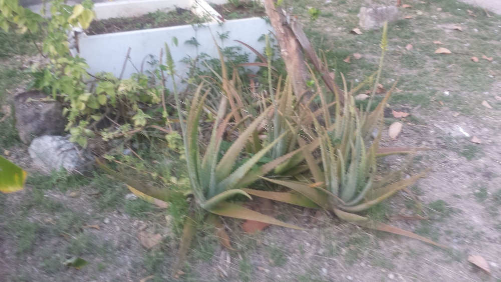 Photo 8
