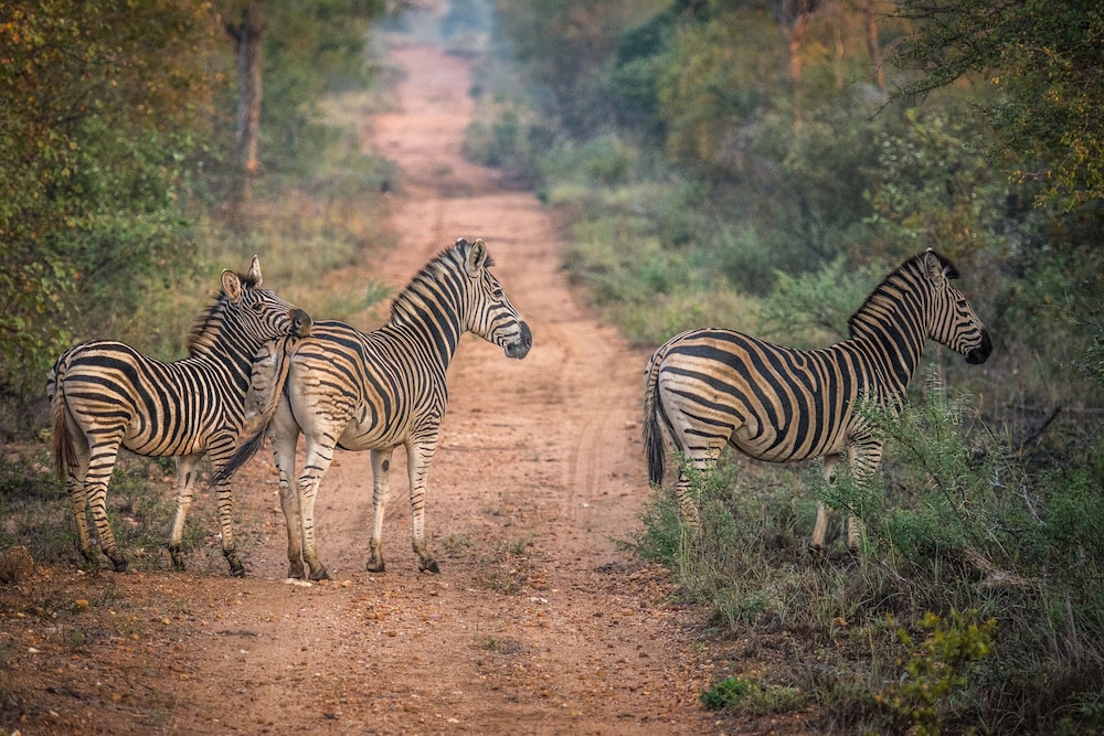 Garonga Safari Camp