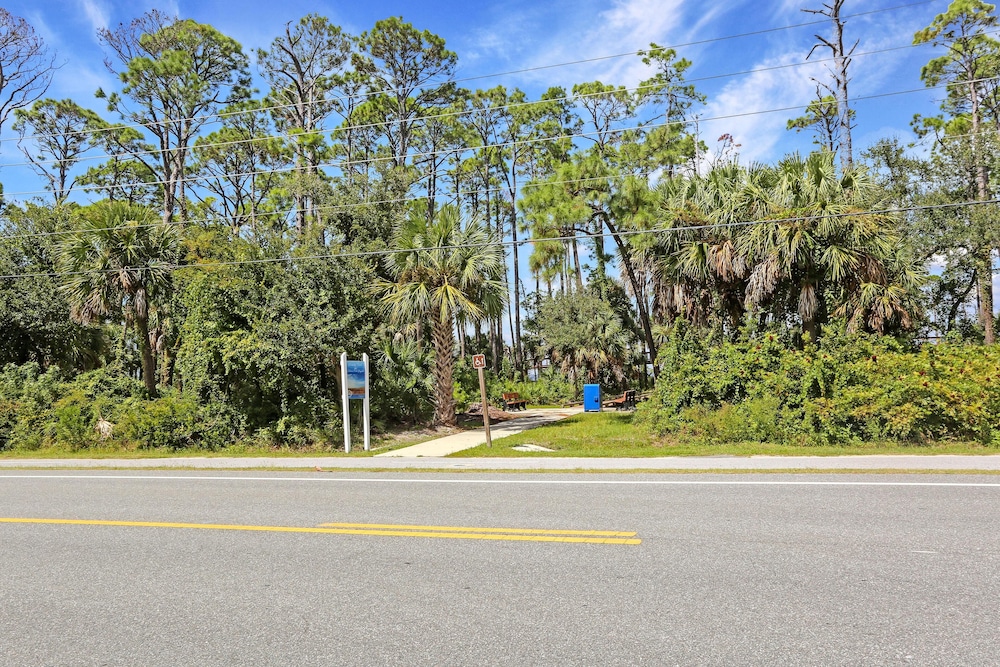Cape Palms