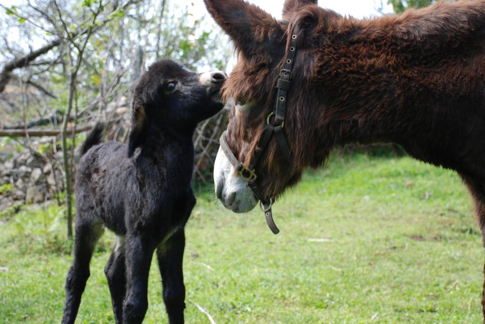 Budiño de Serraseca photo 2