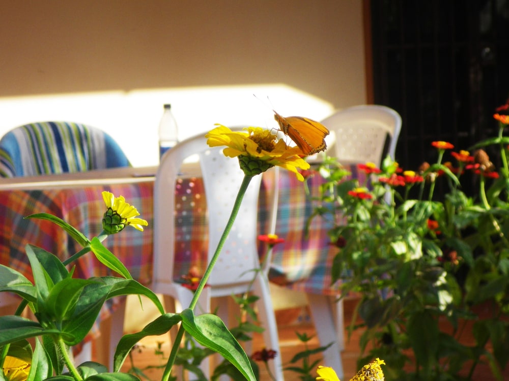 Casa Lily & Coco