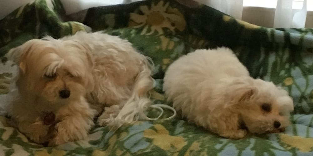 Sosventos Village photo 4