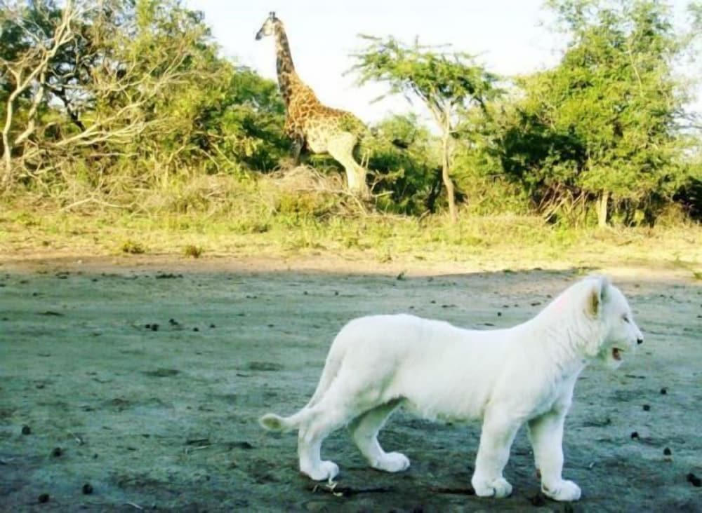 Lion Tree Top Lodge