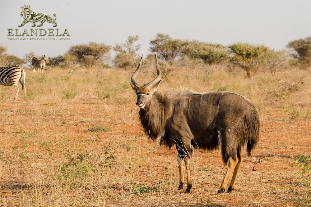 Elandela Private Game Reserve & Luxury Lodge