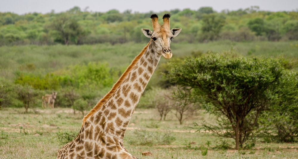 Elandela Private Game Reserve & Luxury Lodge
