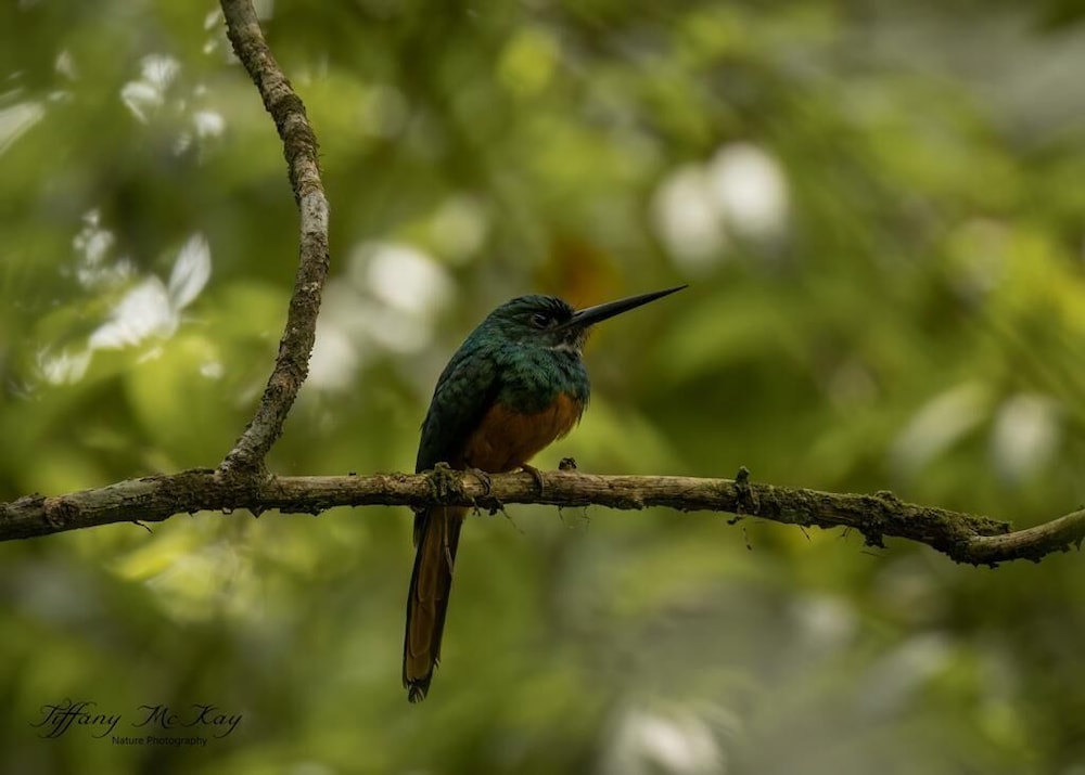 Cabañas Caeli, El Colibri, NEW La Fortuna Rainforest Cabin w Panoramic Views