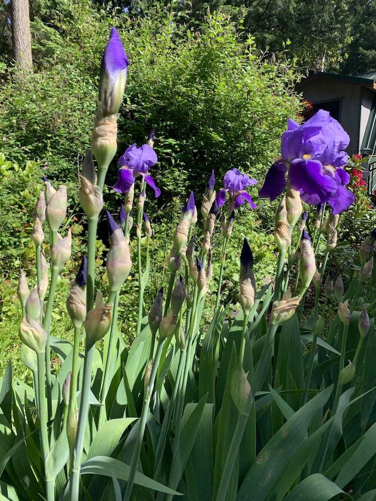 Salt Spring Carriage House B&B