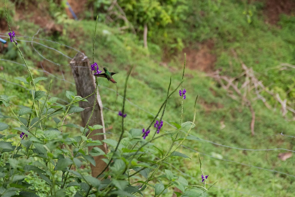 La Finca Azul