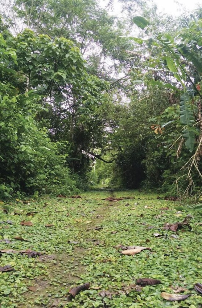 Green forest Ecolodge