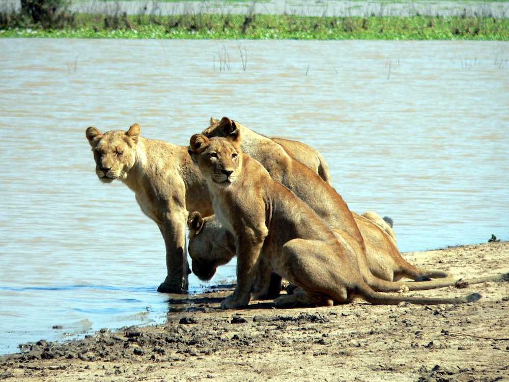 Bongwe Kafue Camp