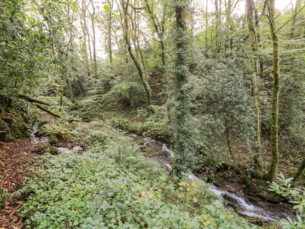 Plyg-y-rhiw