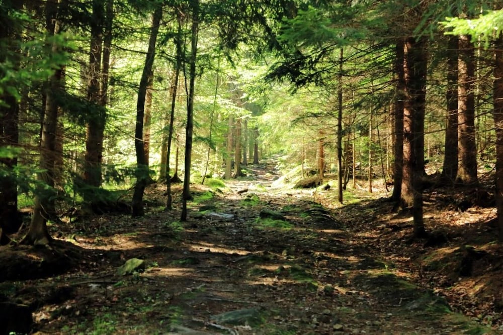 Hotel Sudetia - Property Image 11